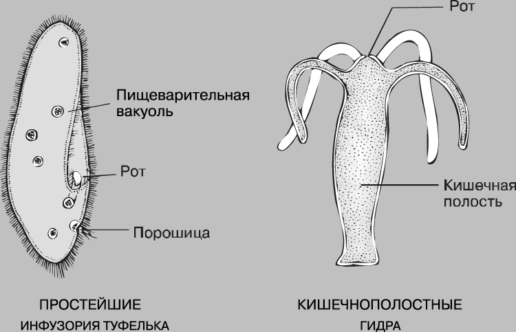 Кракен телегрф